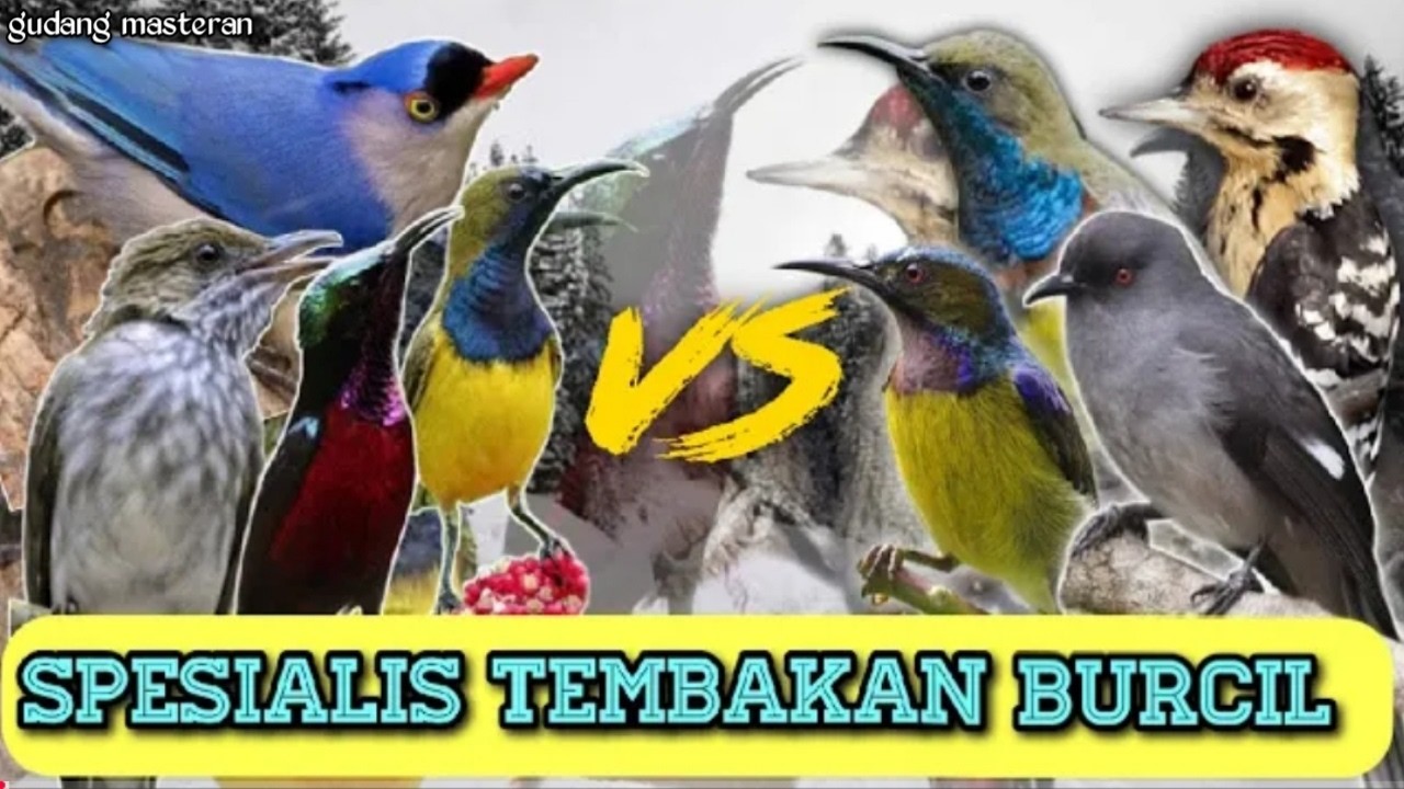 Masteran Rahasia Para Jawara 💥 Burung Cepat Jadi Petarung