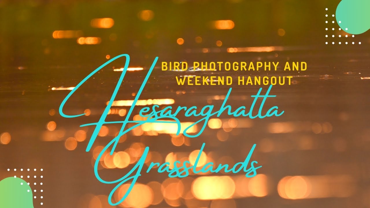 Hesaraghatta Grasslands and Lake | Must visit place for Bird watching and Bird Photography |kavisimi