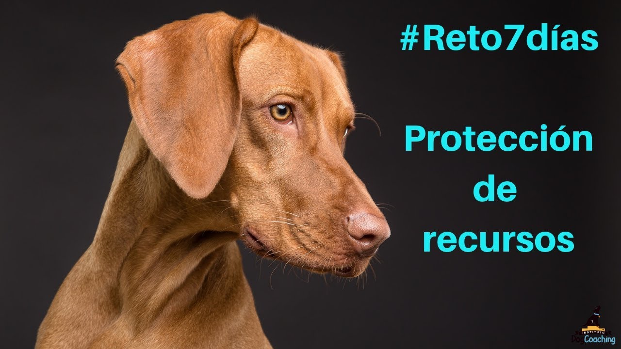 Vídeo 2 del #Reto7días Protección de recursos   Instituto Dog