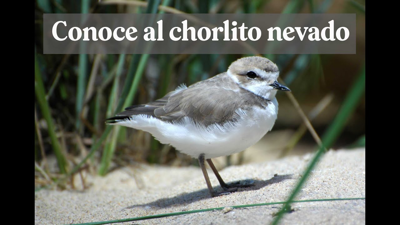 Conoce al chorlito nevado