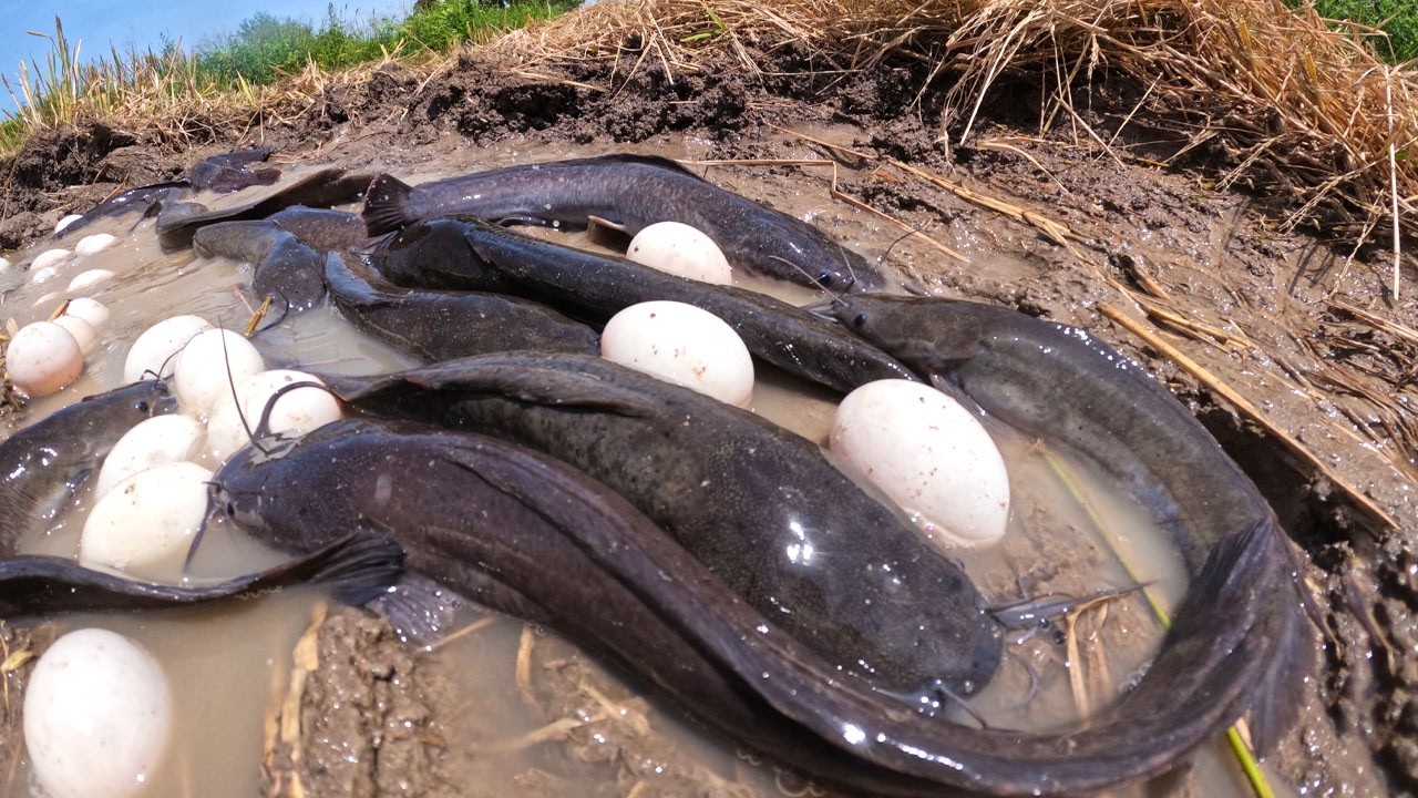 Best Hand Fishing - Amazing fisherman catch a lot of fish in water in rice field and pick eggs