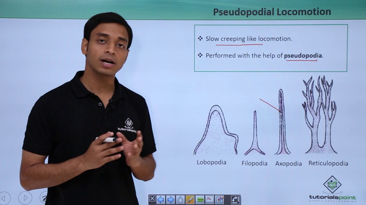 Class 11th – Kingdom Protista – Locomotion | Biological Classification | Tutorials Point
