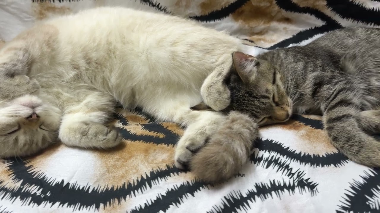 Sarap ng tulog#cat #kitten #youtubeshorts #reels #sleepingkitten#cutecat 