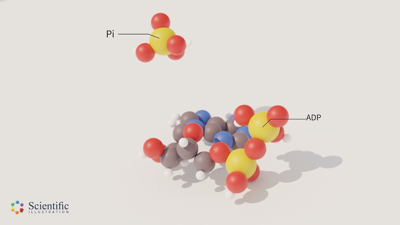 ✂️ ATP Hydrolysis - 3D animation