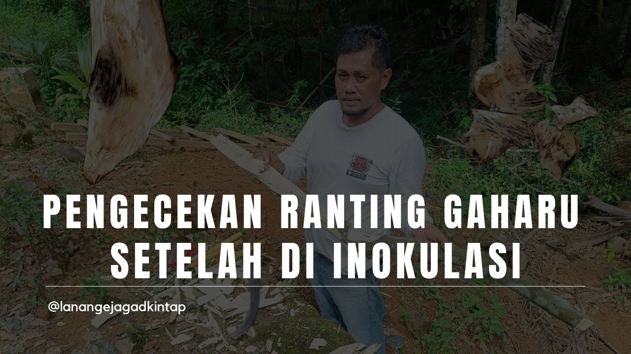 Pengecekan Ranting Gaharu, Masa 8 Bulan Hitam sekali!!
