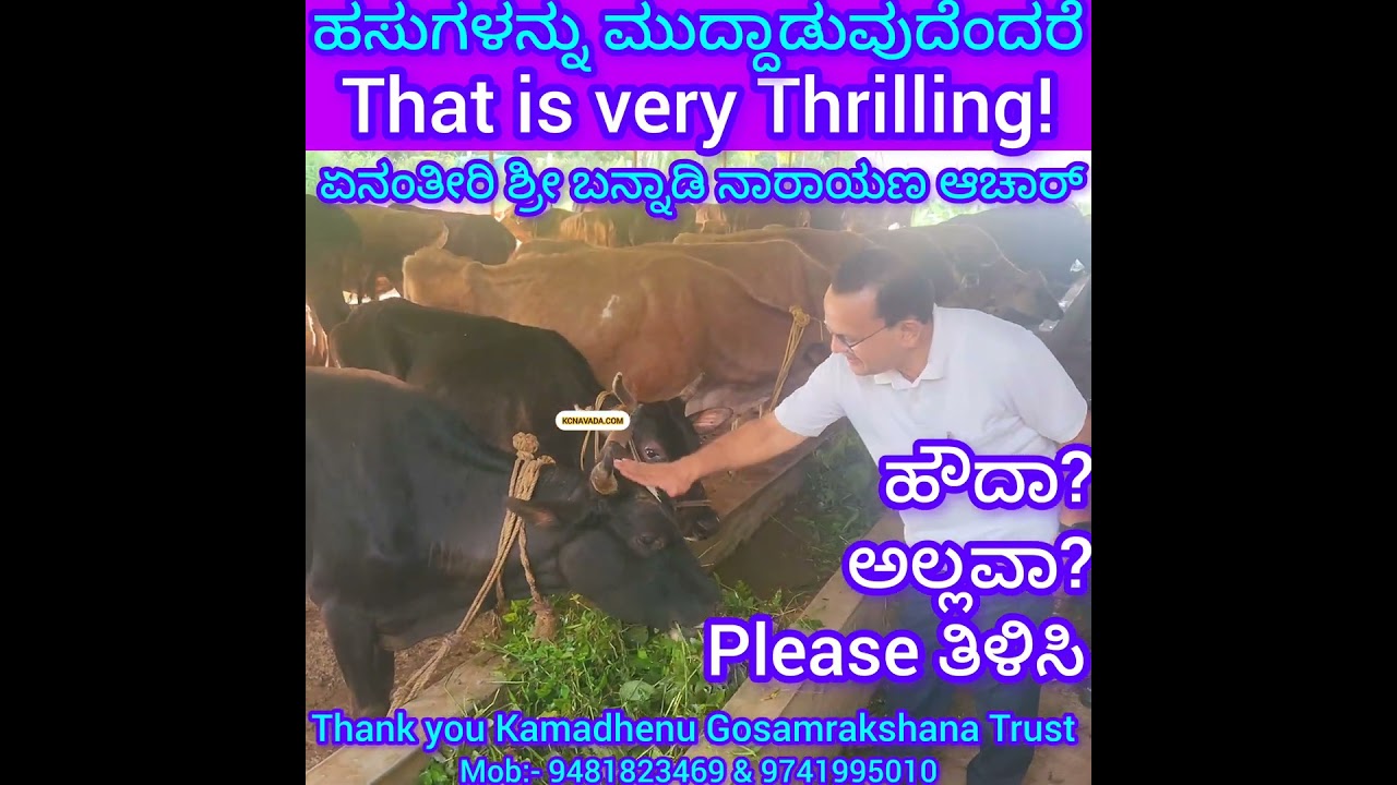 ಹಸುಗಳನ್ನು ಹೀಗೆ ಮುದ್ದಾಡುವುದೆಂದರೆ ಖುಷಿಯಾ? Playing with Cows? Kamadhenu Orphan Cows Protection Centre