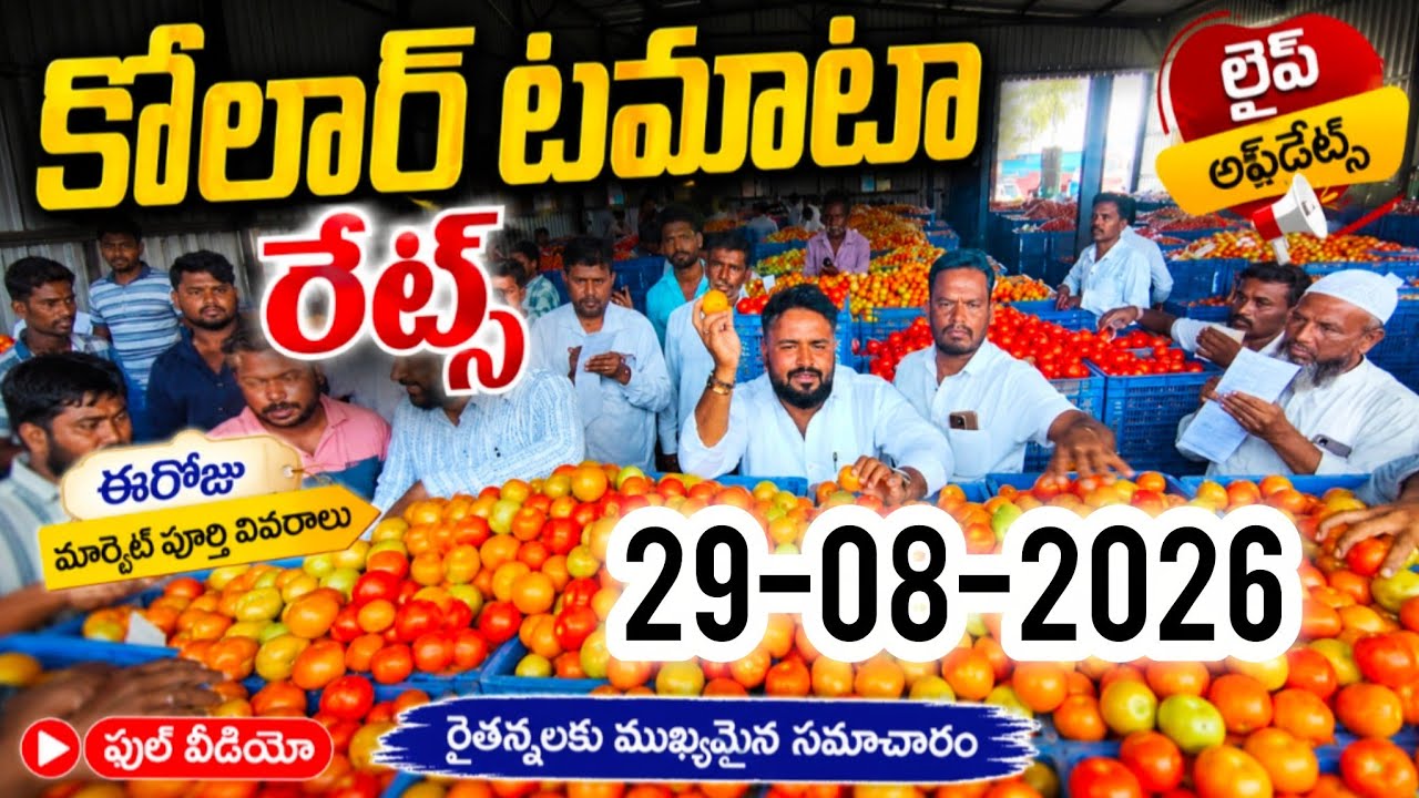 August 29, 2026 Today kolar tomato market rates #todaytomatorates #kolartomatomarket #tomatoMandi