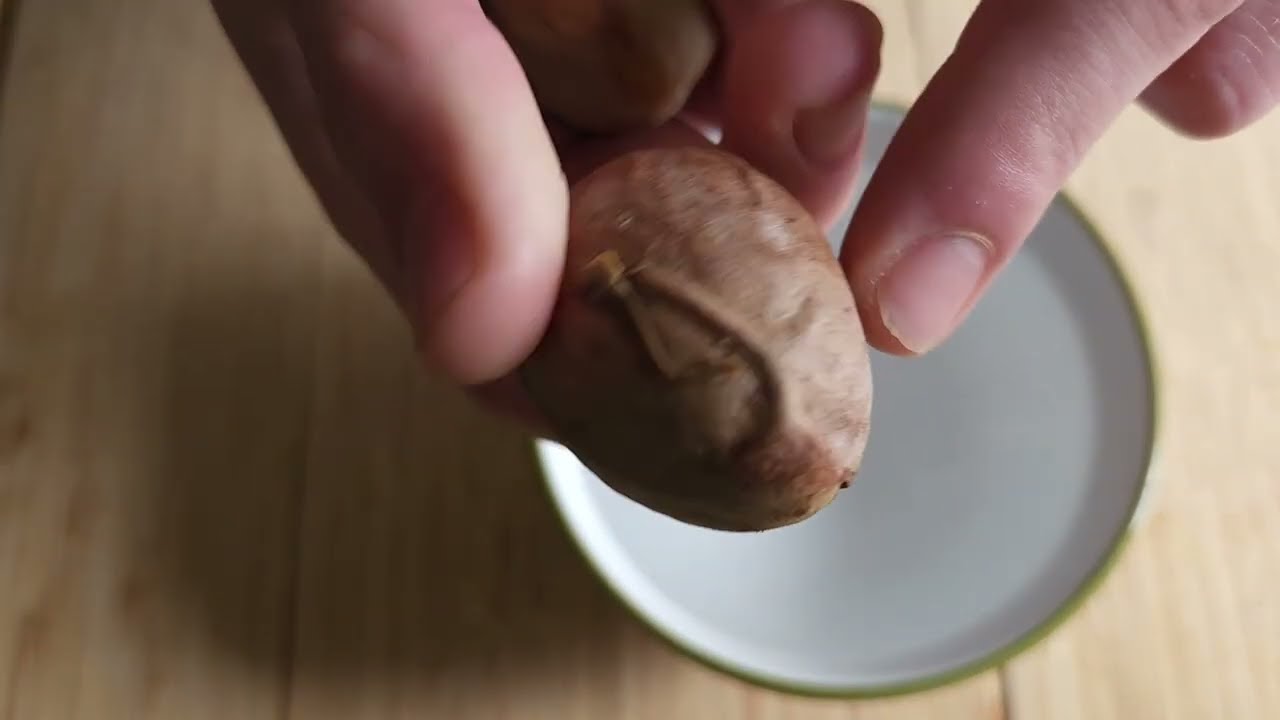 Comment faire germer un avocatier (avocat) chez soi (DIY)