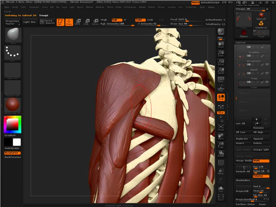 Anatomy in ZBrush 4