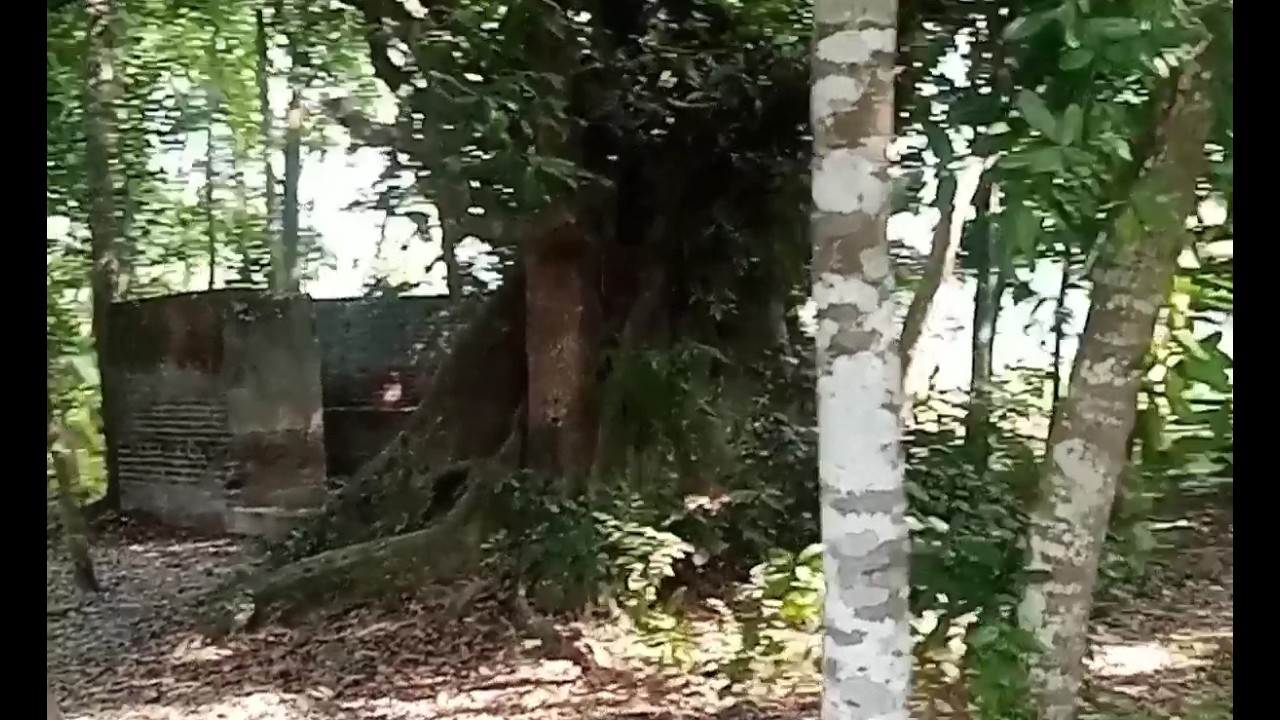 গ্রামের বুকে রহস্যময় অলৌকিক গাছ _ দেখলে আপনি অবাক হয়ে যাবেন _ Amazing Village Tree