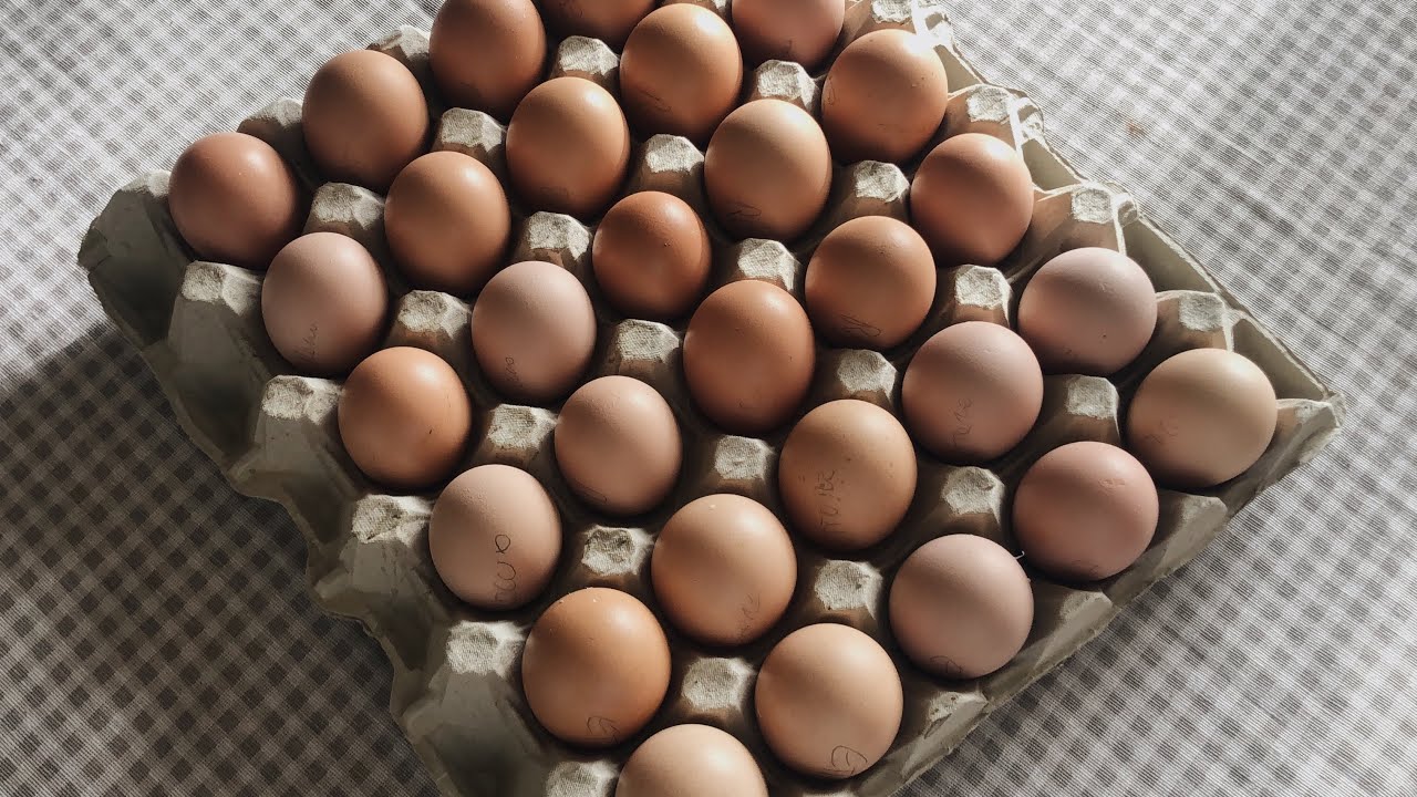 Incubo uova di Amrock! | My Farm Project