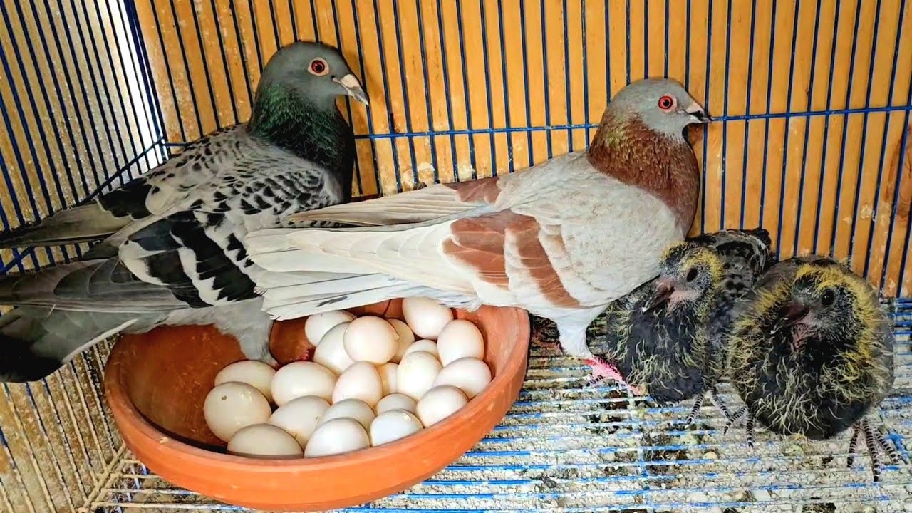 3 حاجات هتخلي الحمام يبيض زي الساعه👌 حتي لو قاطع بيض من سنه✅