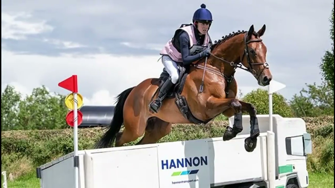 7yo Gervada for sale