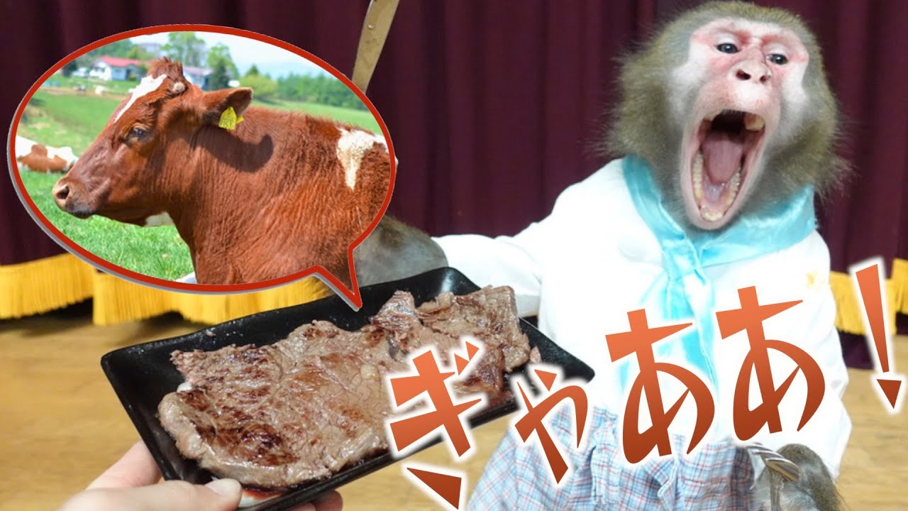 お猿さんに「牛肉」をあげたらブチギレ！その理由は？