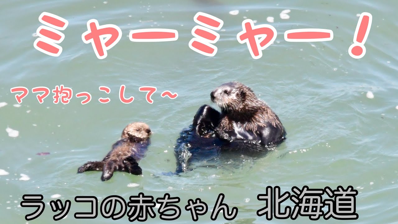 ラッコの赤ちゃん　ママ抱っこして〜