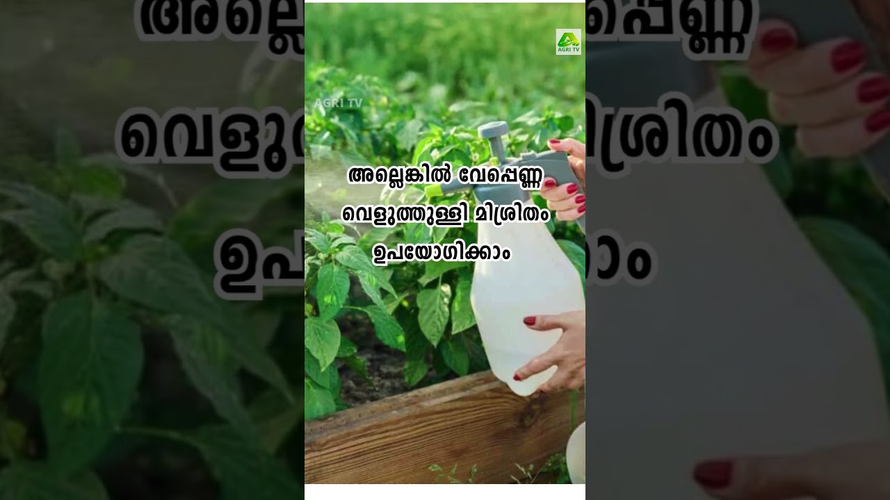 മുളകിലെ മുരടിപ്പ് മാറ്റാൻ ഇതാ ഈസി ട്രിക്കുകൾ #farming