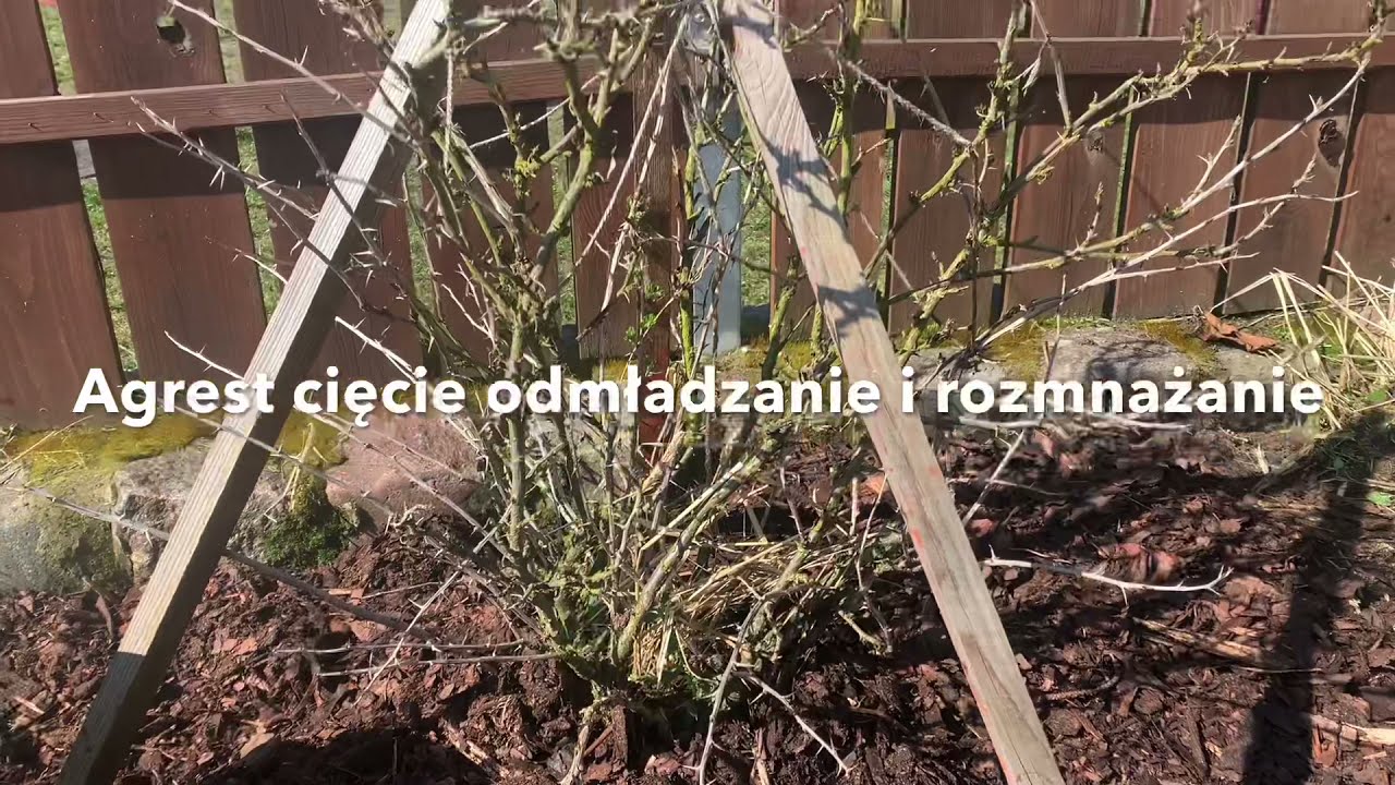 AGREST CIĘCIE odmładzanie i rozmnażanie, gooseberry