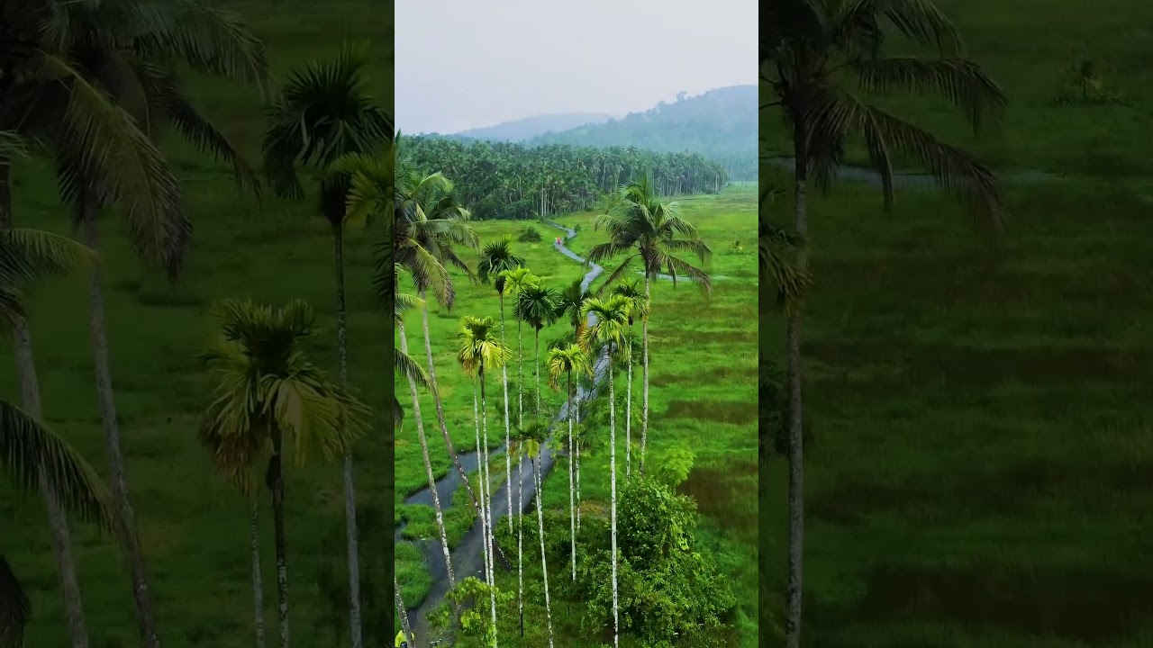Vayalile chayappedia | A beautiful location in  Puliyottmukk Perambra | Kozhikode | Pragathi Crew