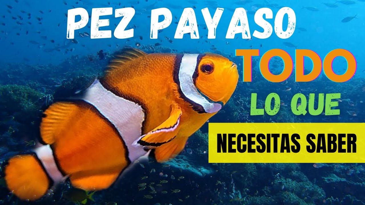PEZ PAYASO (TODO LO QUE NECESITAS SABER)