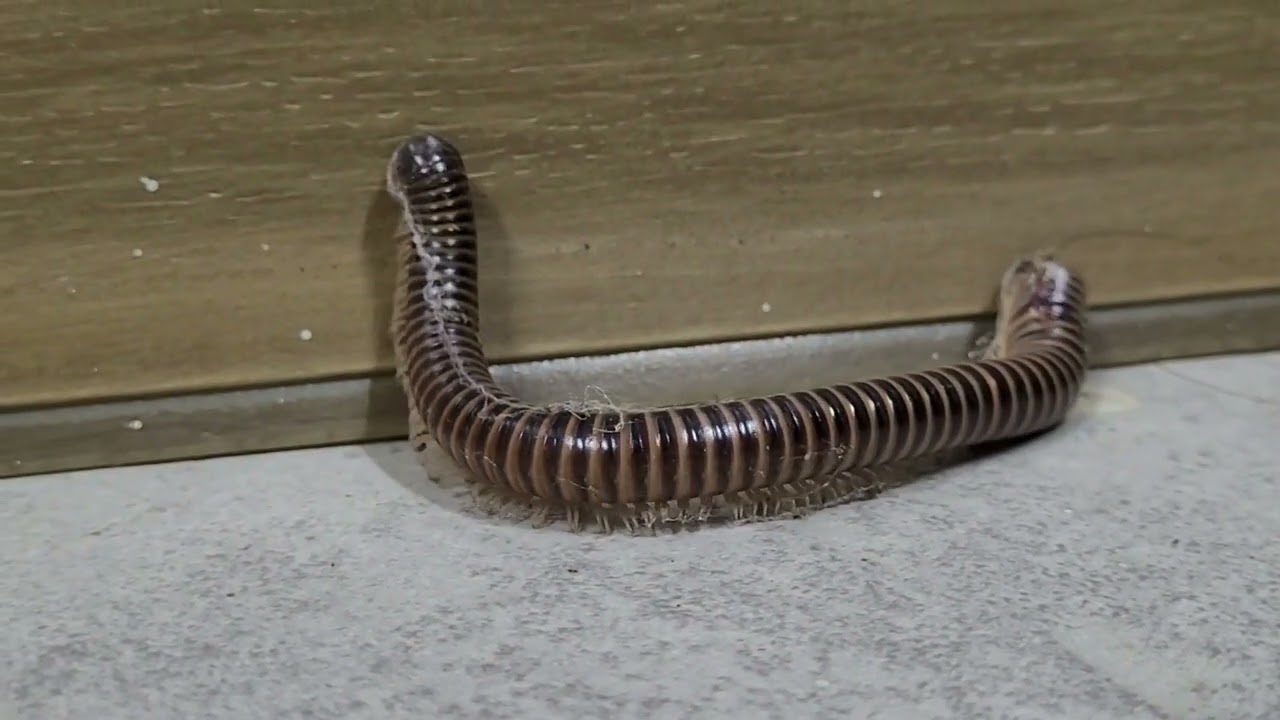 Determined millipede