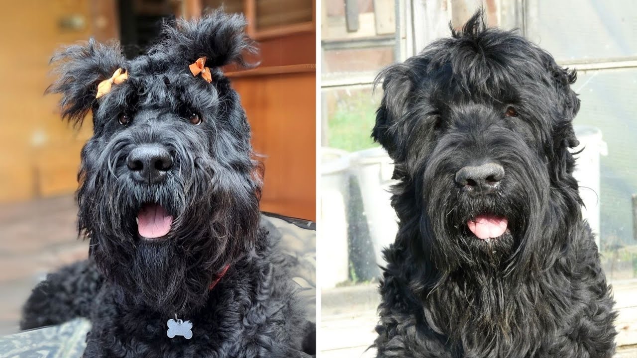 Terrier Ruso Negro 🐶 &iquest;Por Qu&eacute; NO Son Para Principiantes?