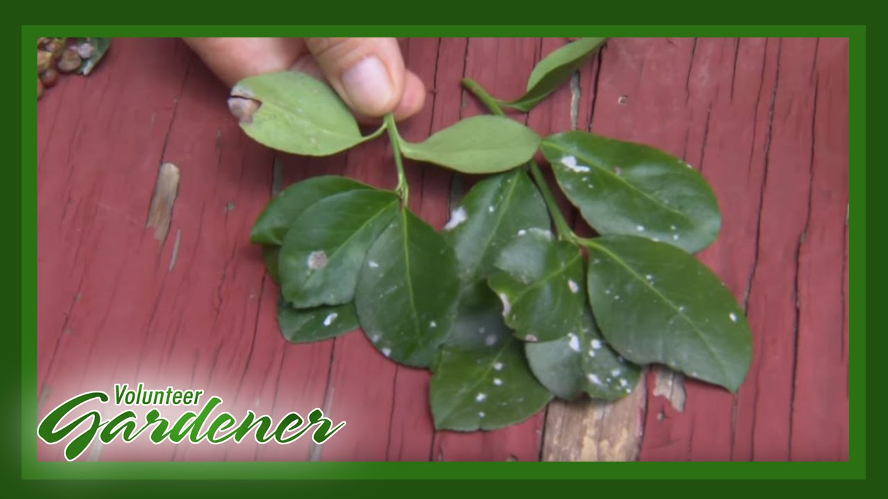 Plant Problems - Part 1 | Volunteer Gardener