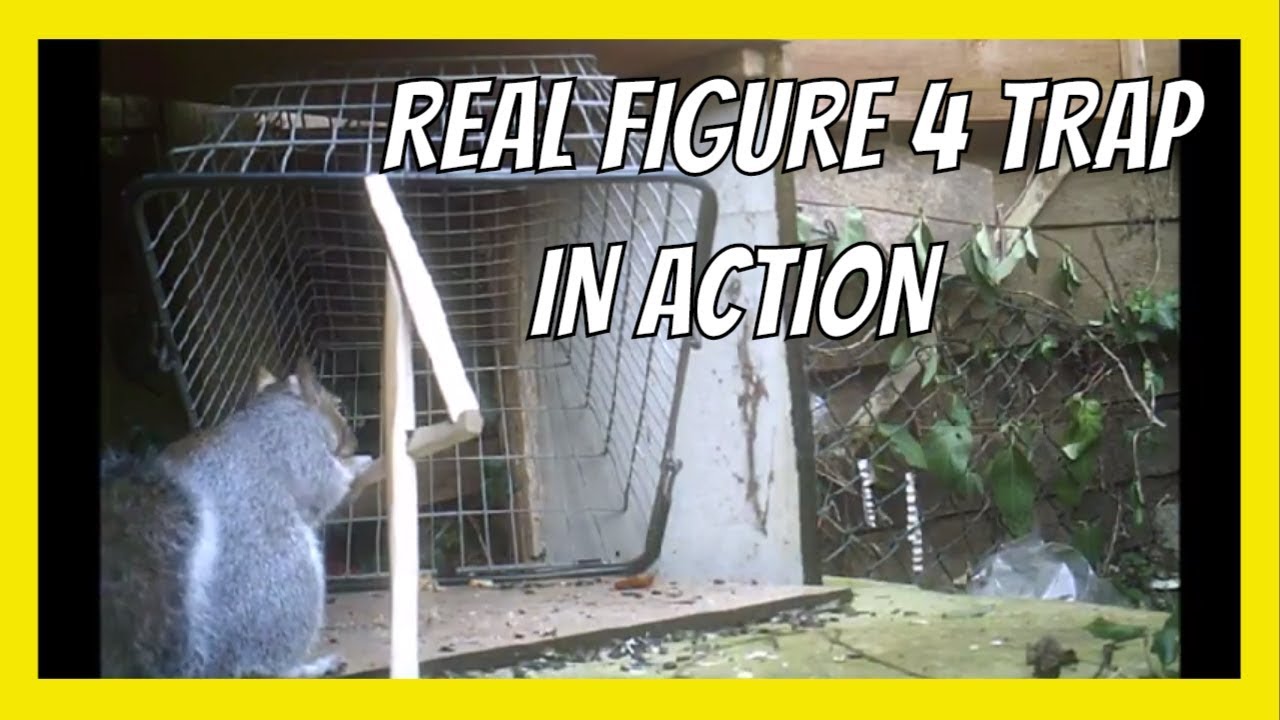 FIGURE 4 SQUIRREL TRAP IN ACTION