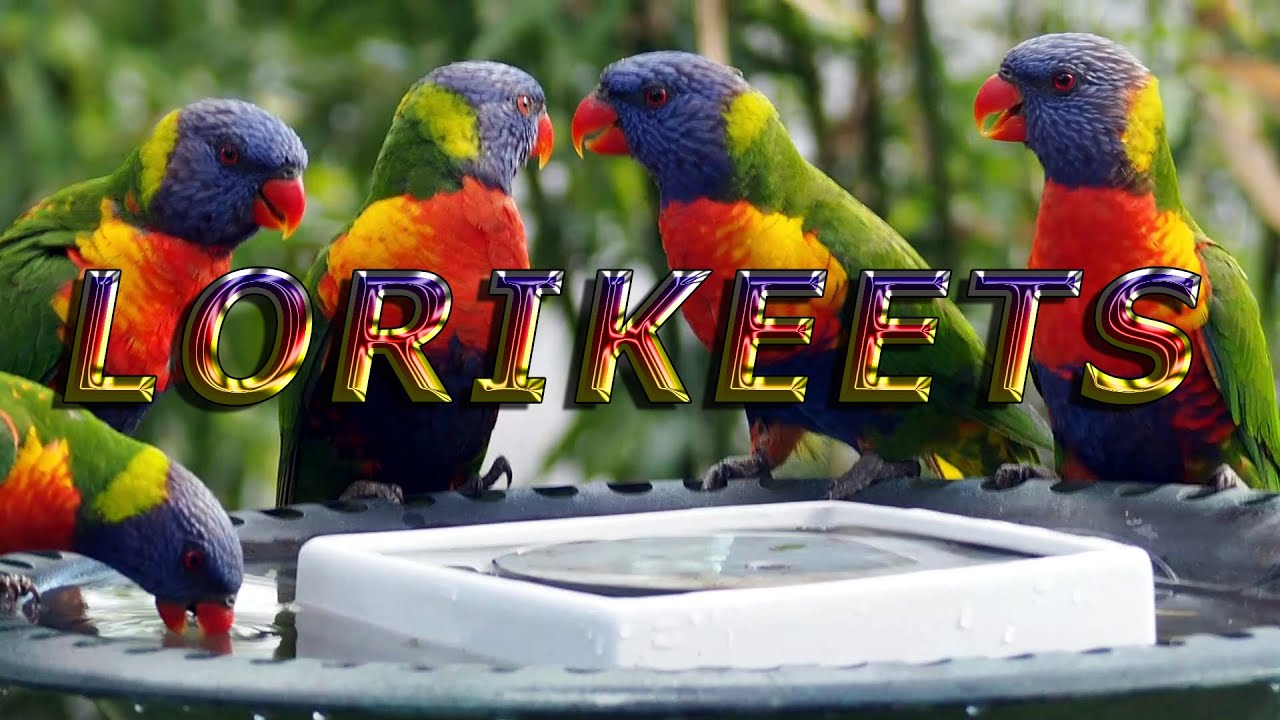 Rainbow & Scaly-brested Lorikeet Compilation.