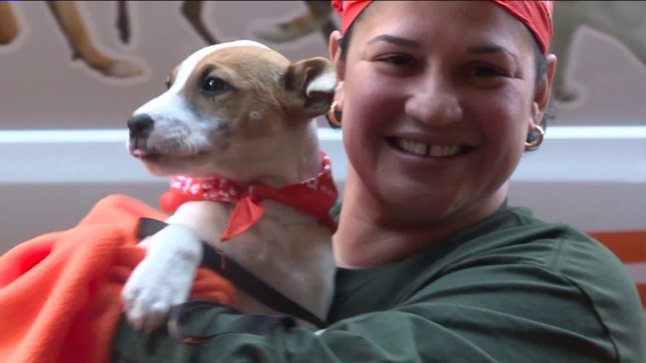 ASPCA welcomes pups to NYC; marks milestone in animal relocation program