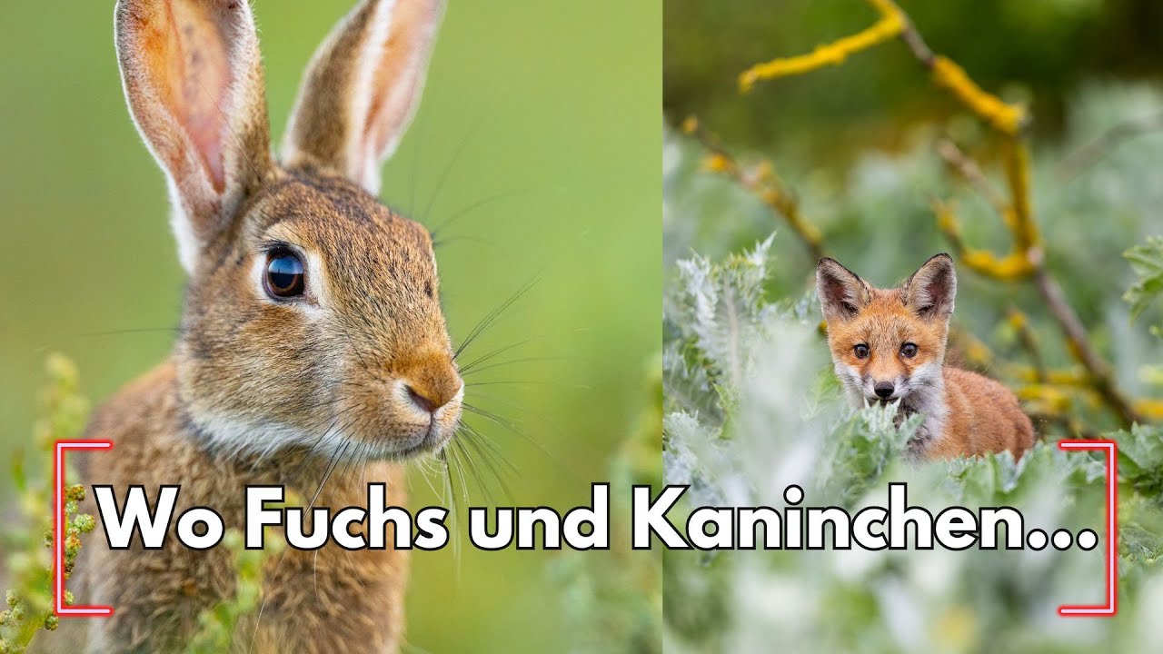 Genialer neuer Spot
