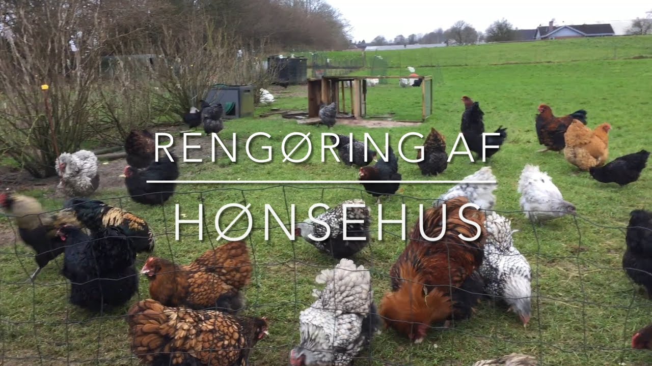 Rengøring af hønsehus