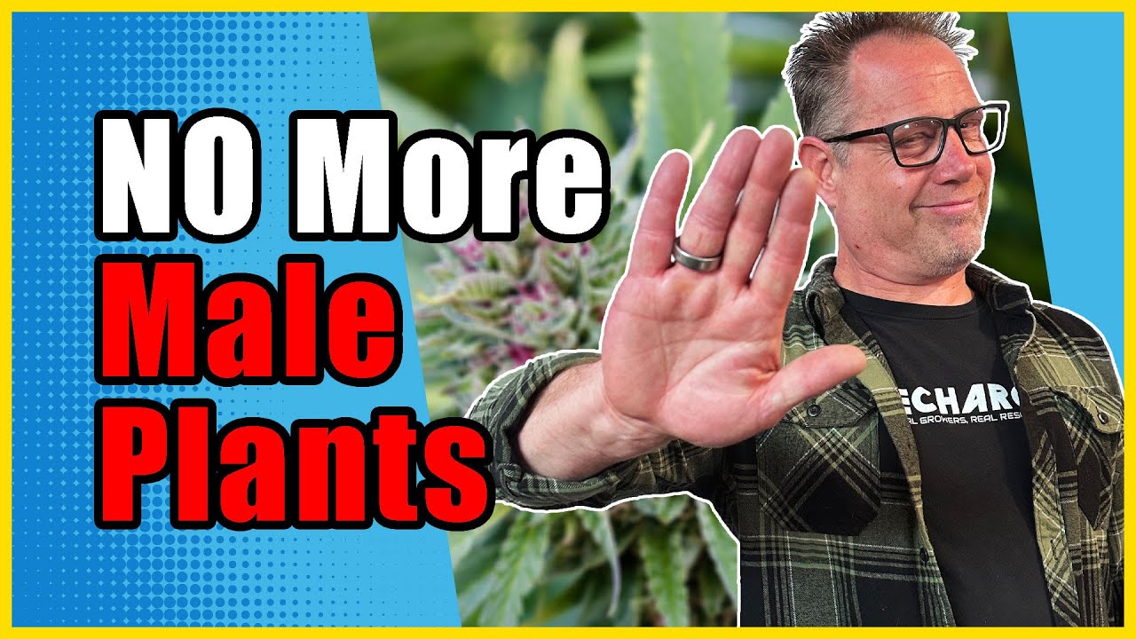 DOUBLE Your Cannabis Harvest Each Year with These New Feminized Seeds