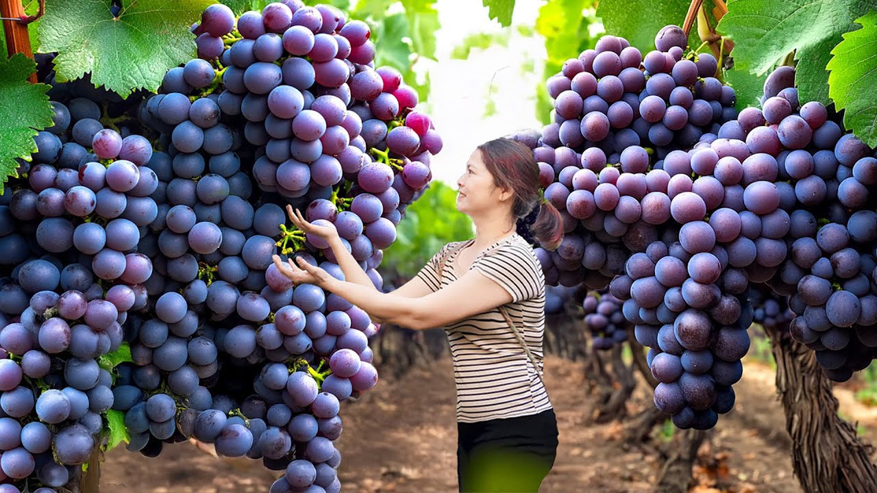 Harvesting Giant Sweet Purple Grape to Sell, Traditional Grape Juice Recipe | Natural Food Secrets