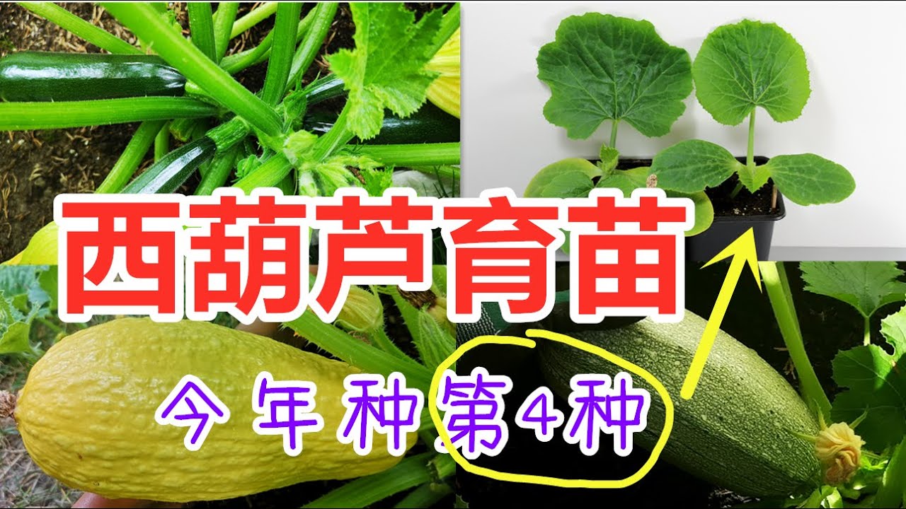 西葫芦催芽育苗？品种, 移栽时间, 注意事项