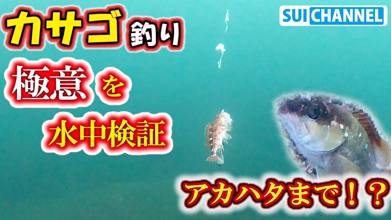 カサゴ釣りの様子を水中撮影したらメッチャ面白かった！アカハタまで来るの！？Underwater shooting of scorpionfish fishing