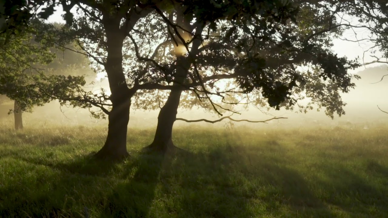 Video Background | Forest Mystical | 4K | 100% Free Background Video Loop | HD | Animation Video