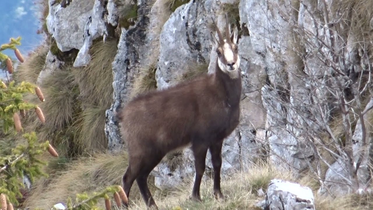 Il fischio..... del camoscio