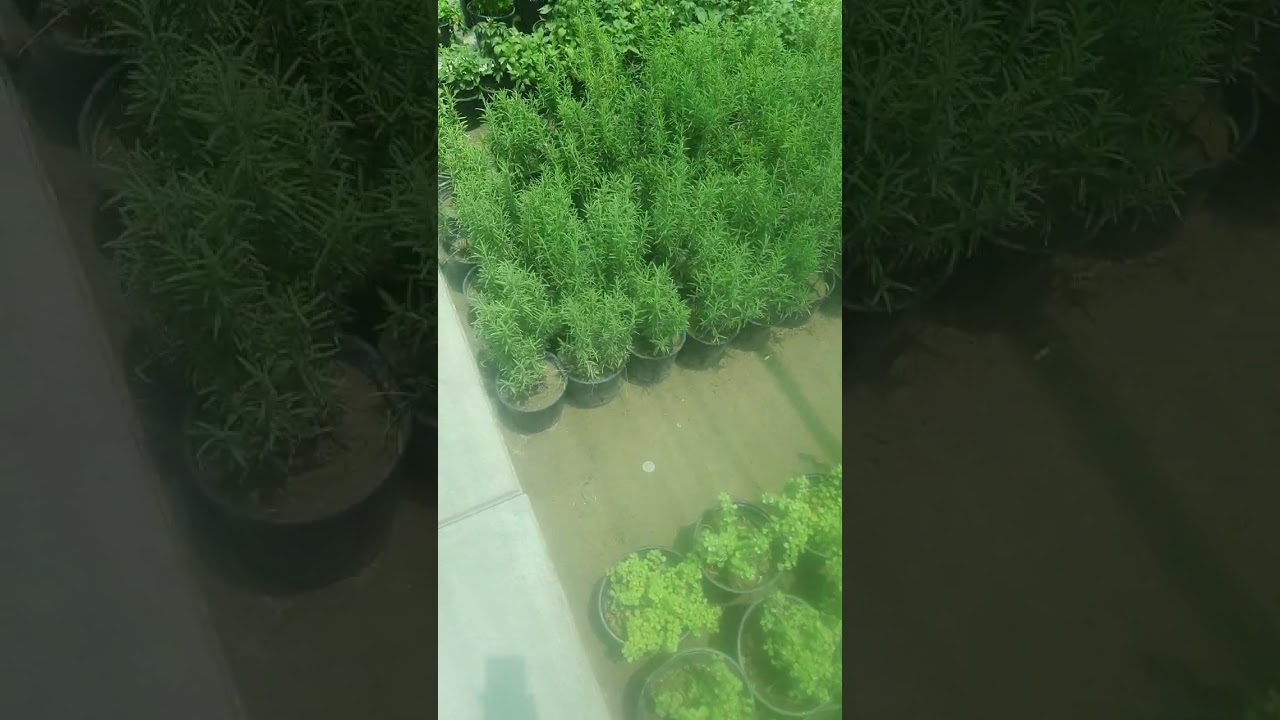 جولة في مشاتل بغداد .. الكريعات ⚘️جنتي حديقتي⚘️