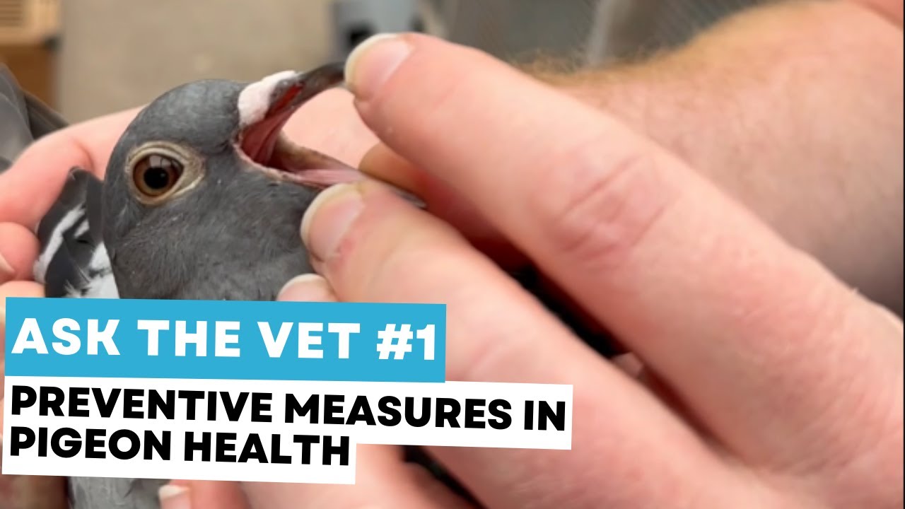 Ask the vet #1: preventive measures in pigeon health