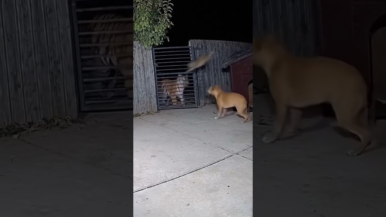Epic Battle: Cat and Dog vs Tiger! 🐱🐶🆚🐅 #shorts