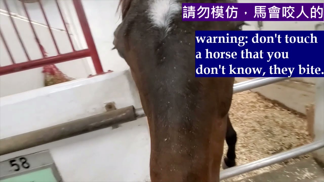 【片尾派 金鎗六十珍貴相】體驗何澤堯 被金鎗咬 的滋味😅我的馬朋友#5  [My horse friends5]  + Golden60 too🤗