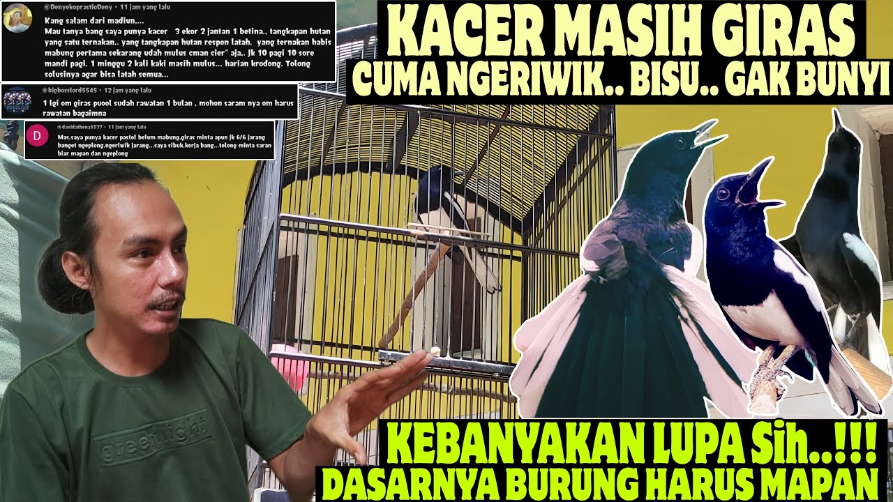 KALO INGIN KACER CEPAT GACOR BEGINI.. ⁉️ KACER GIRAS JADINYA CUMA NGERIWIK BAHKAN BISU