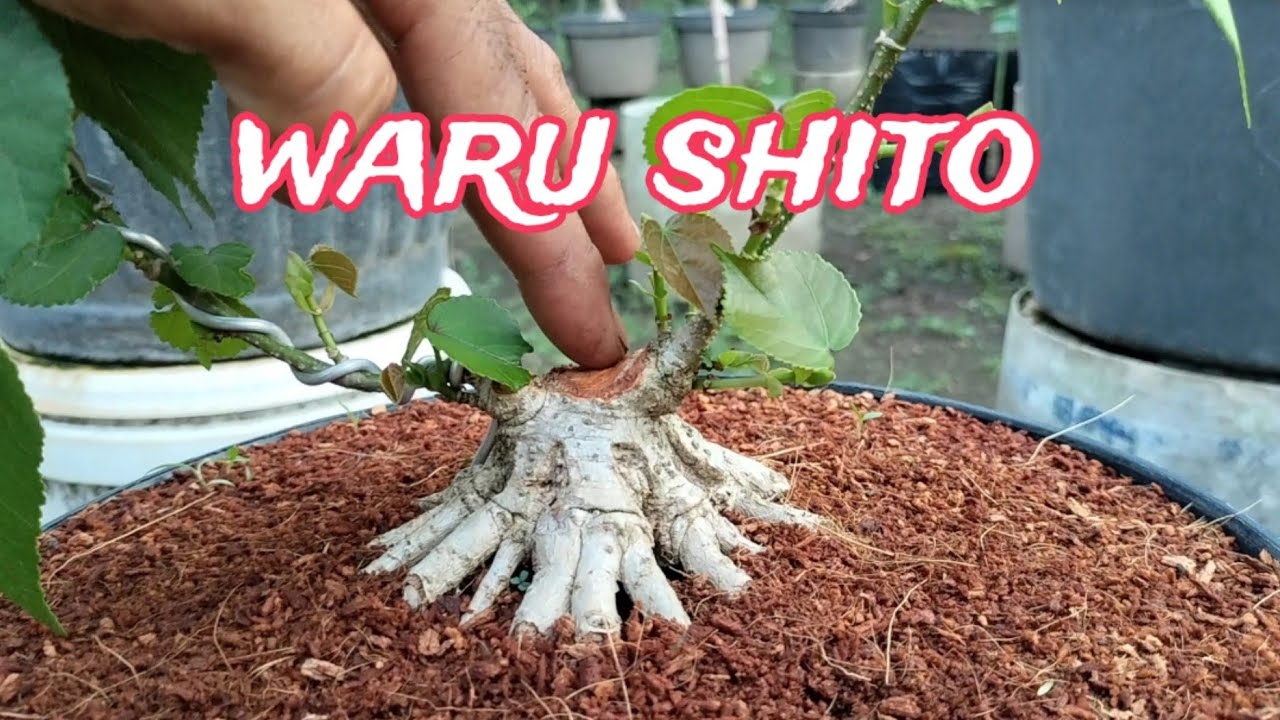 PROGRAM WARU SHITO
