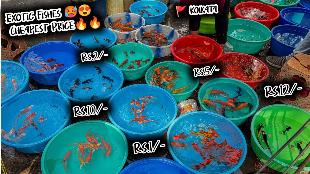 Fish Market | Galiff Street Fish Market Kolkata | Cheap Price | Recent Aquarium Fish Price Update
