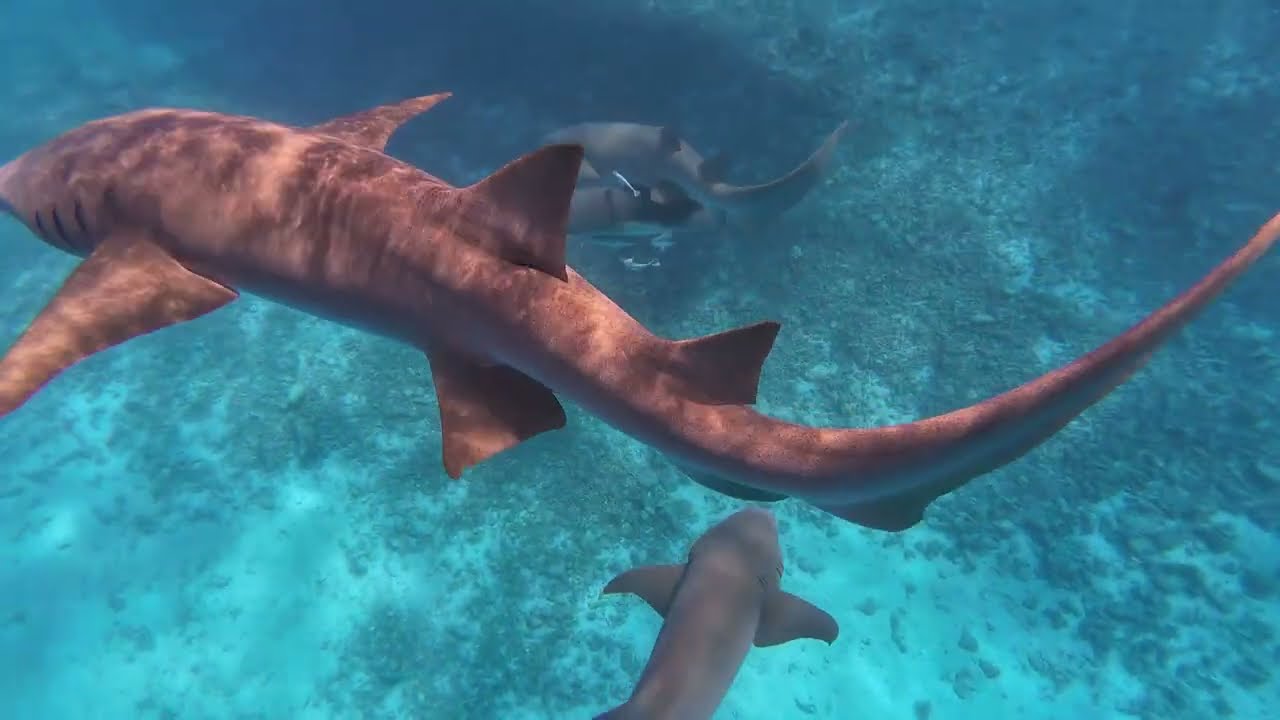 🇲🇻 몰디브 바닷속 🏝️🩵 Waldorf Astoria Maldives Ithaafushi Island✨월도프 아스토리아 수생환경🪸🐚 널스샤크와 수영하기🦈