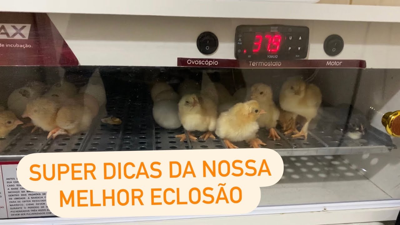 Passo a passo para uma ótima Eclosão Nascimento dos Pintinhos Chocadeira Chocamax!!!