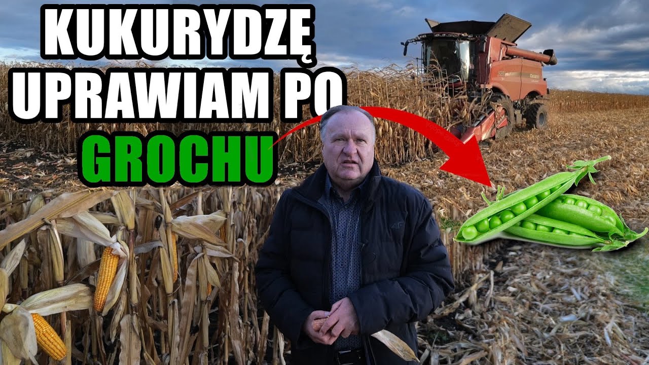 Ten rolnik zbiera z jednego pola 2 plony w ciągu roku i nieźle na tym zarabia! Jak to robi?