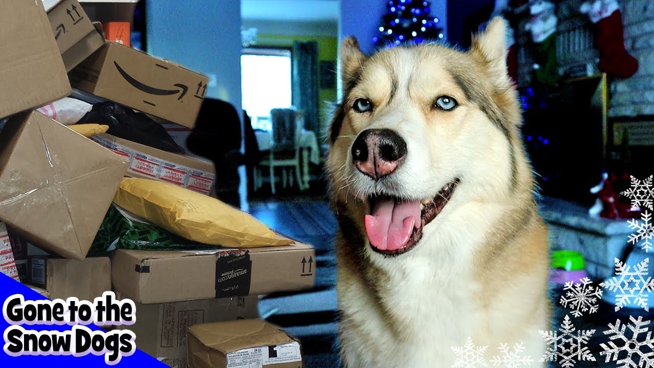 Huskies Open Christmas Gifts from Fans
