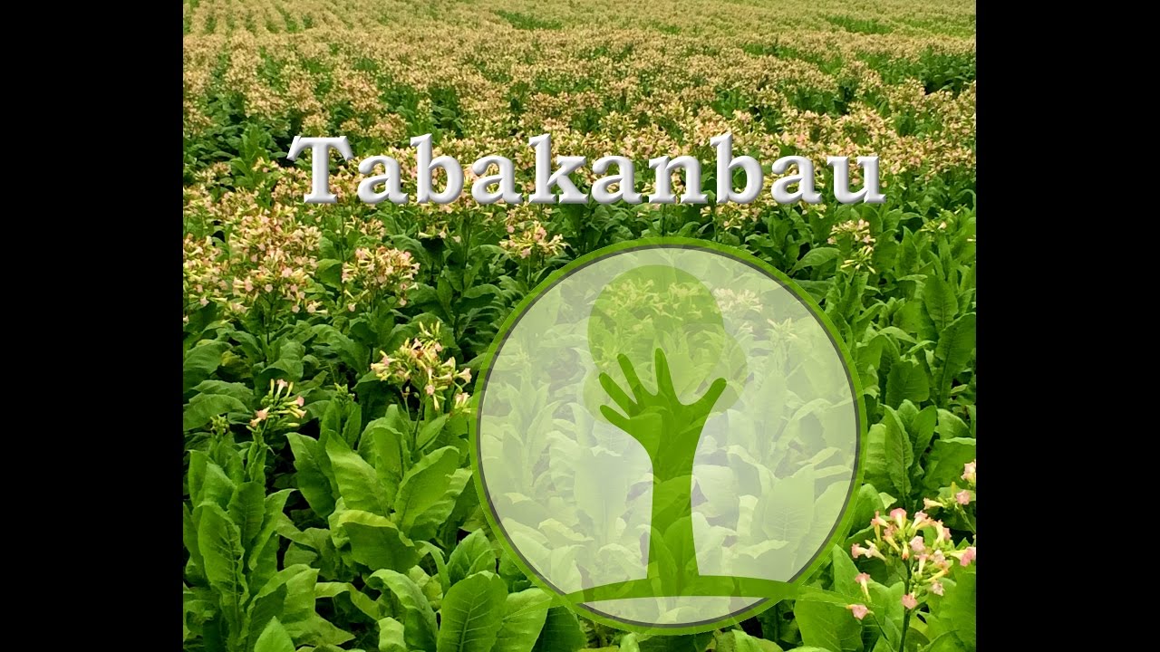 Tabak für Selbstversorger