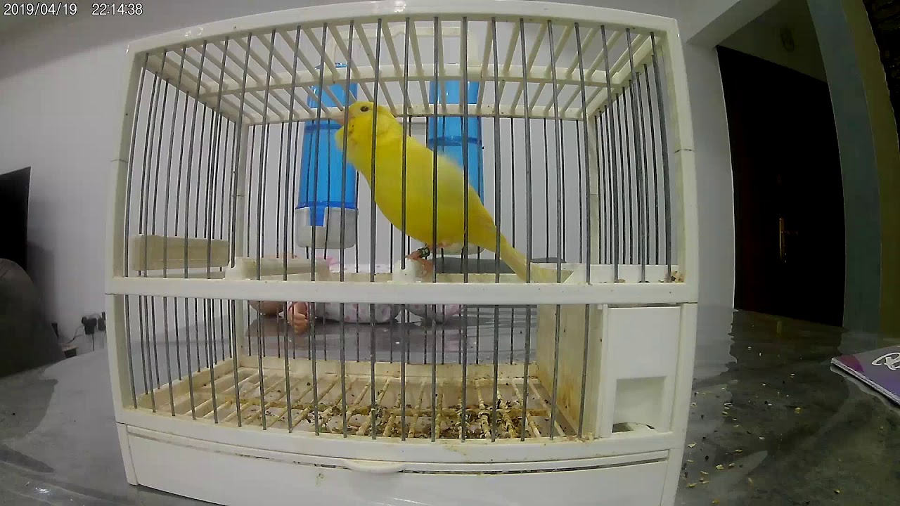 champion song russian canary